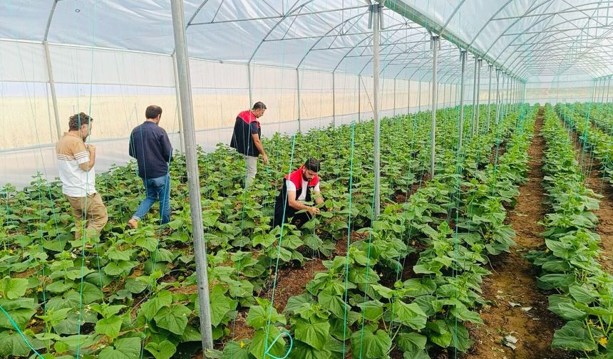 Cizre’de Üreticilere Seracılık Desteği