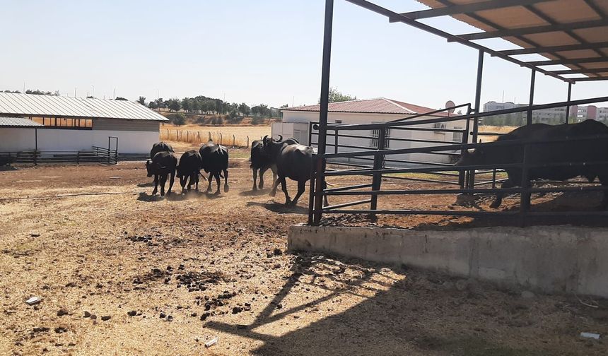 Mandalar İtalya'dan,Üretim Diyarbakır'dan