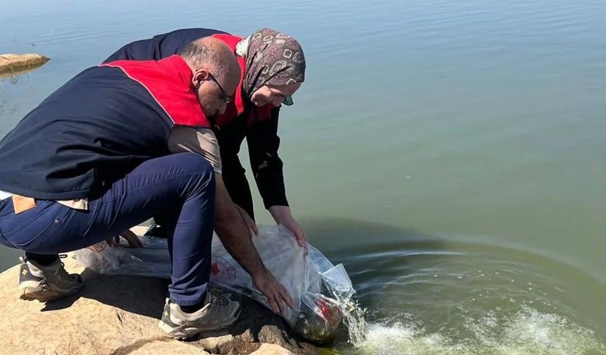 İdil’de gölete 100 bin yavru sazan bırakıldı