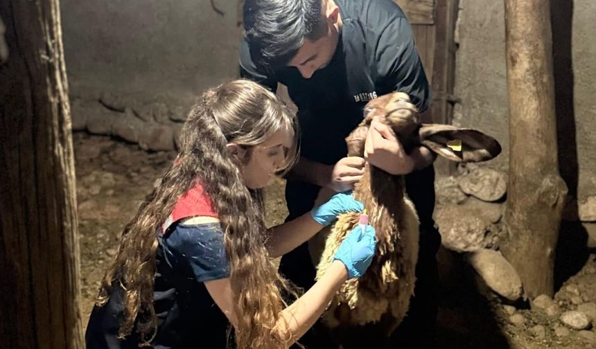 Silopi’de küçükbaş hayvanlarda PPR taraması