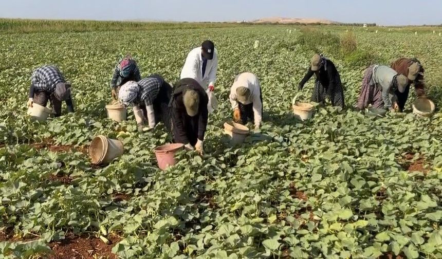Turşuluk acur hasadı başladı