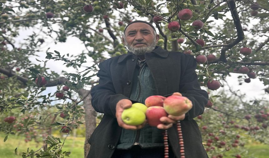Bir ağaçta hem kırmızı hem yeşil elma
