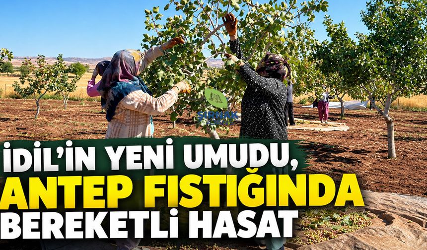 İdil’in yeni umudu, Antep Fıstığında bereketli hasat