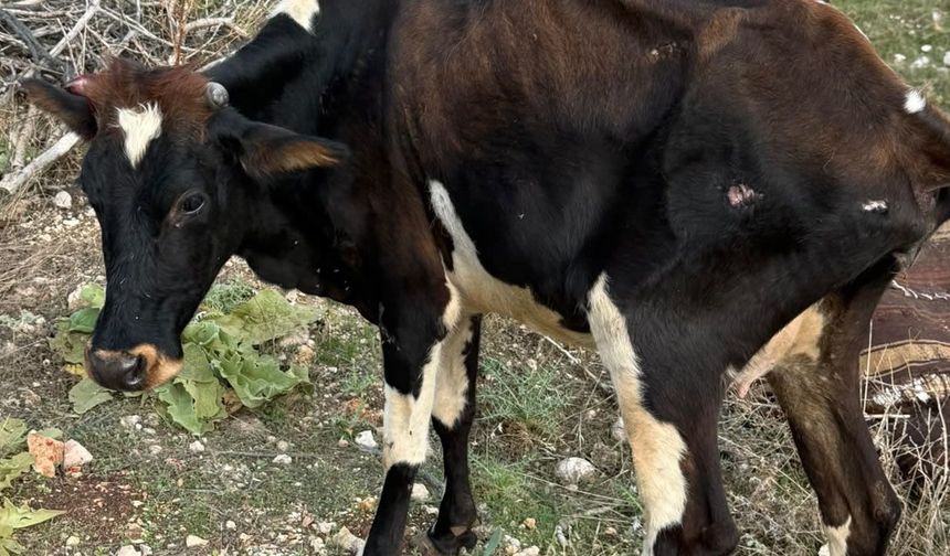Batman'da pikap ineğe çarptı