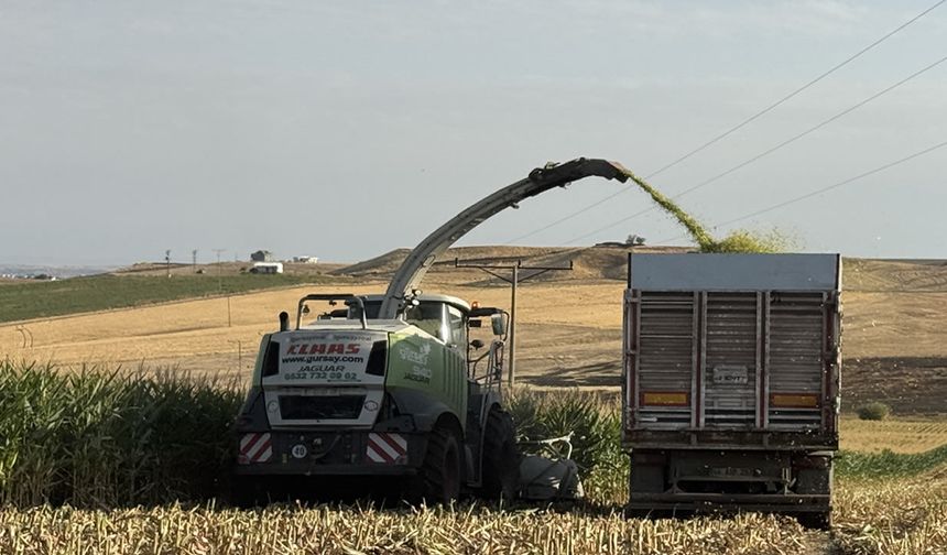 Silajlık mısır hasadı başladı
