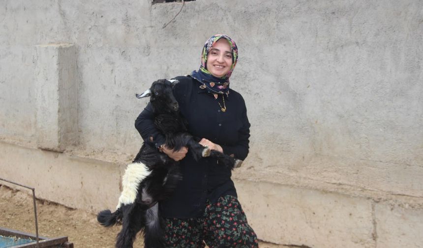 Şırnak’ta 10 Koyunla Başladı, 250 Küçükbaşa Ulaştı
