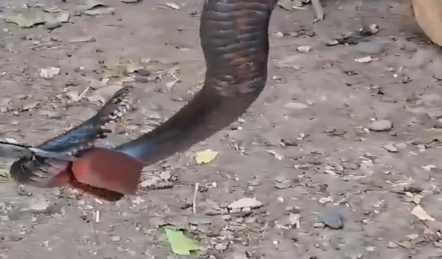 Odunluğa giren yılan itfaiyeyi harekete geçirdi
