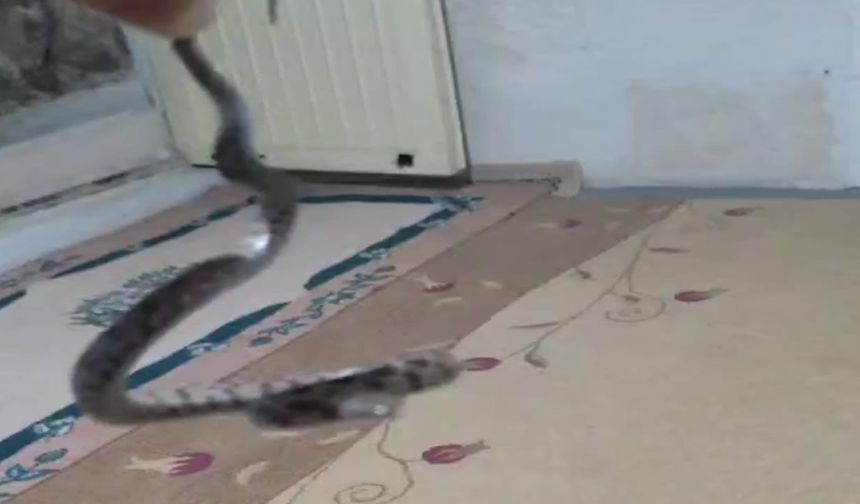 Evine giren yılan ve akrebe zarar vermeden doğaya saldı
