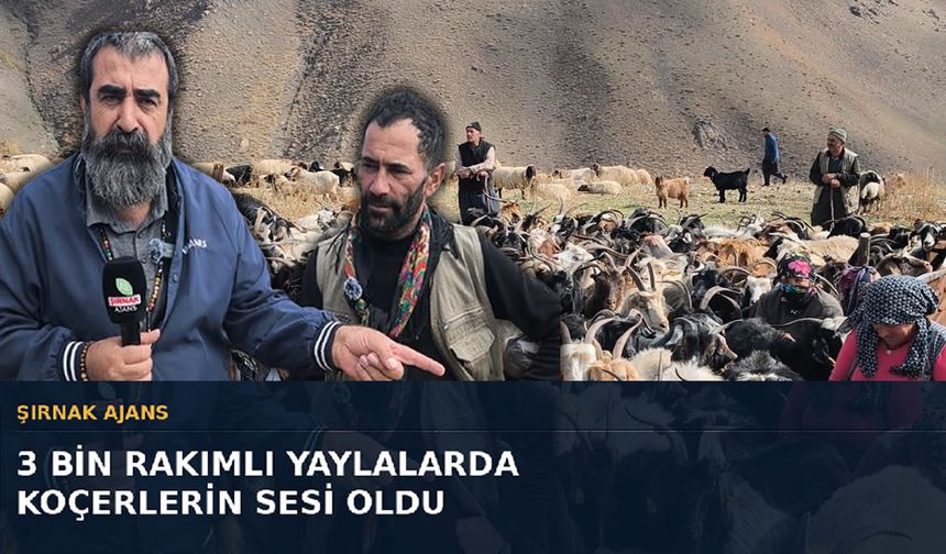 Şırnak Ajans 3 bin rakımlı yaylalarda koçerlerin sesi oldu