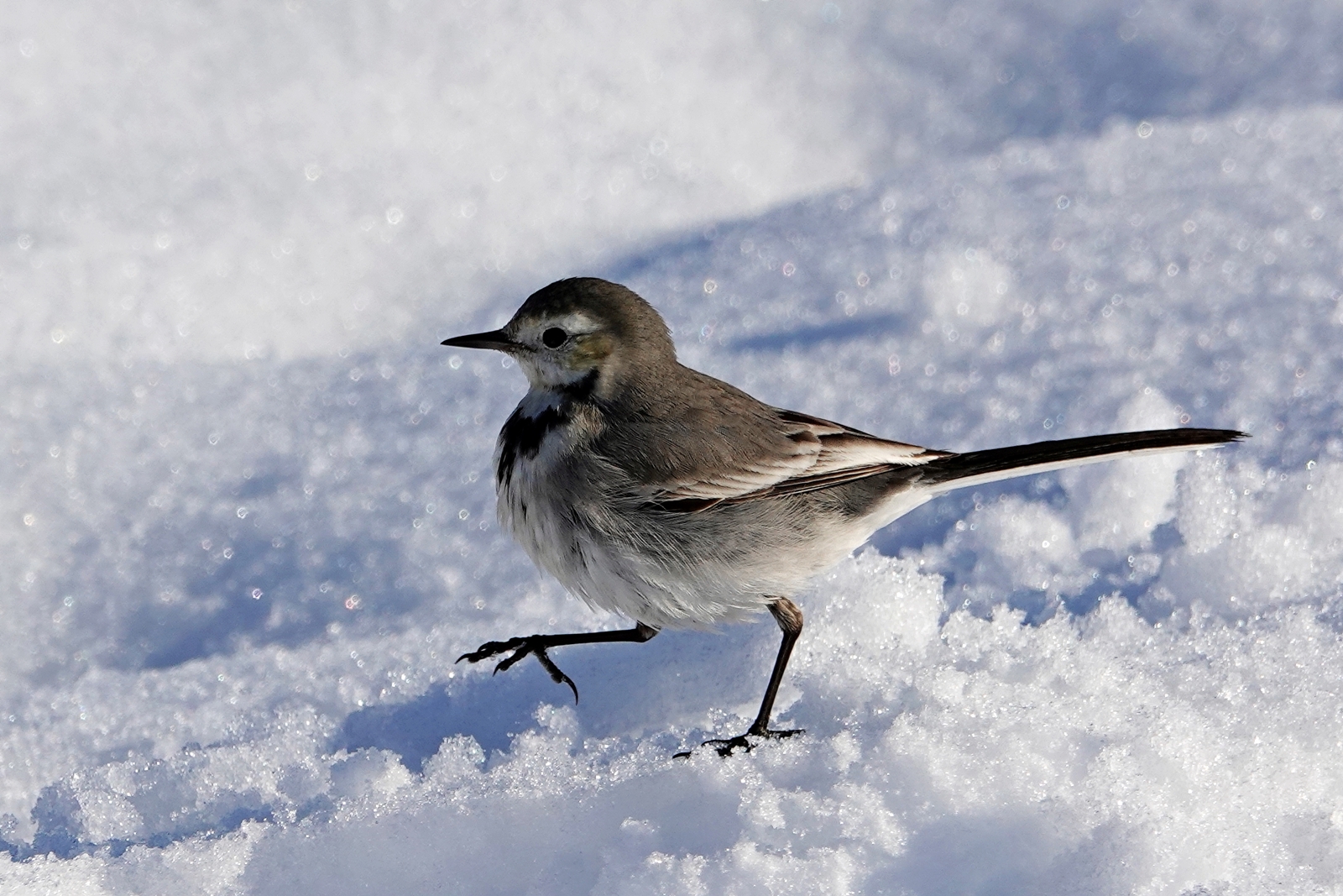 2 Hevsel Kuş Mehmet Masum Süer
