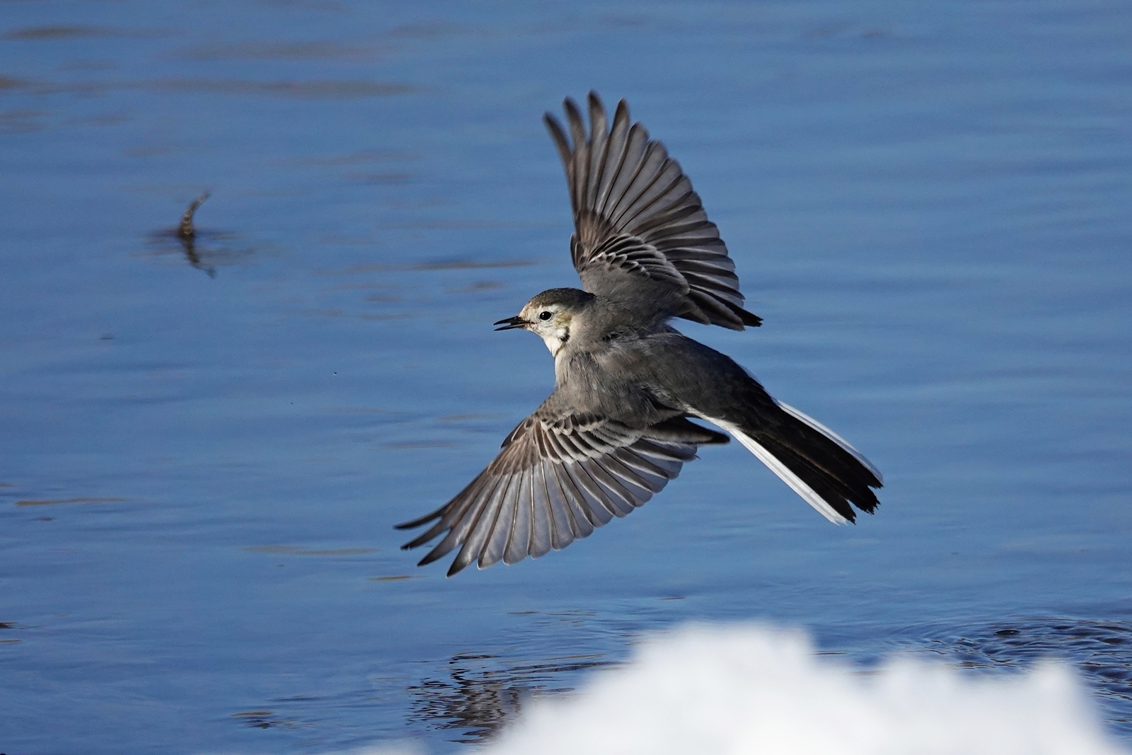 4 Hevsel Kuş Mehmet Masum Süer