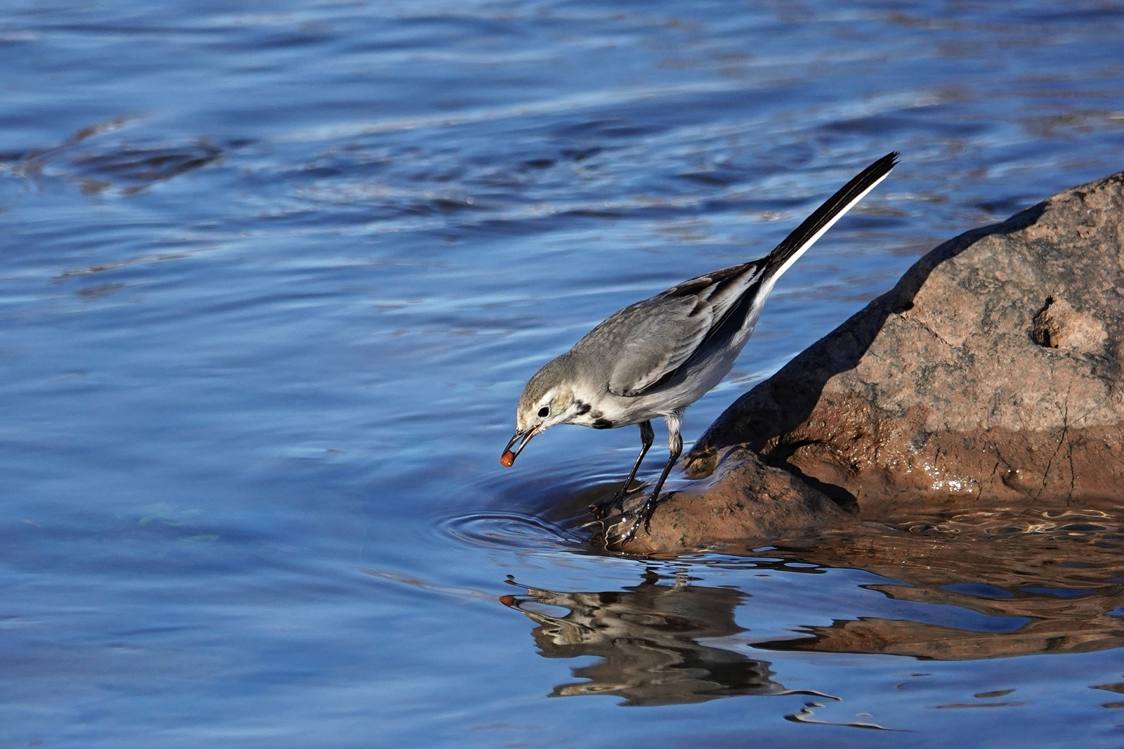 6 Hevsel Kuş Mehmet Masum Süer