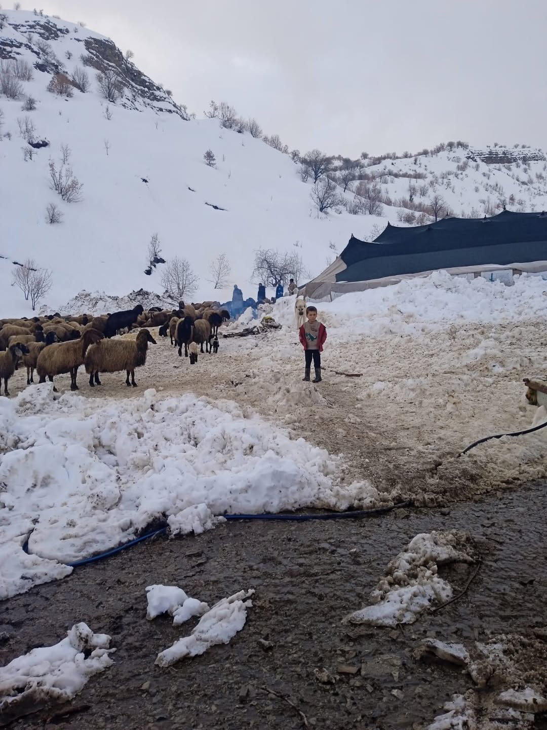 Dün Etkili Olan Yoğun Kar Yağışı Nedeniyle Üç Kiraz’da Yerleşik Bulunan Koçer Halkının Yardım Ta (3)