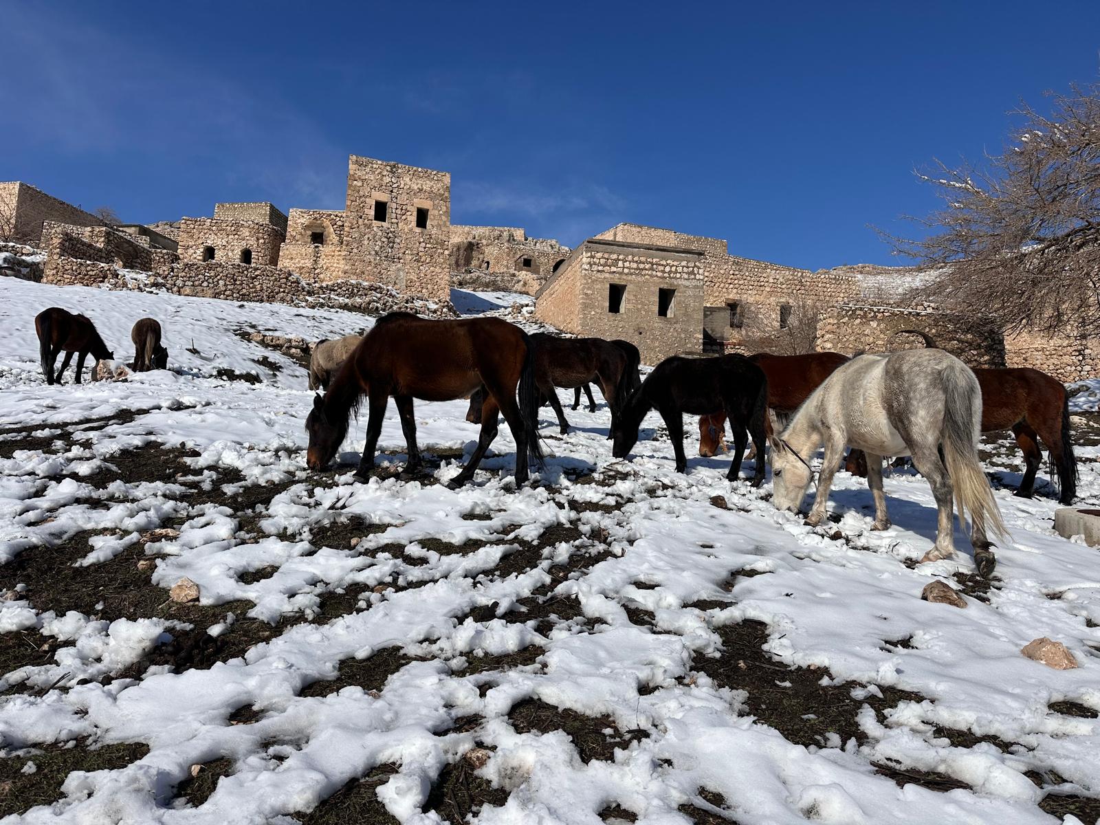 Koçer Yollarında Kışın Sessiz Tanıkları