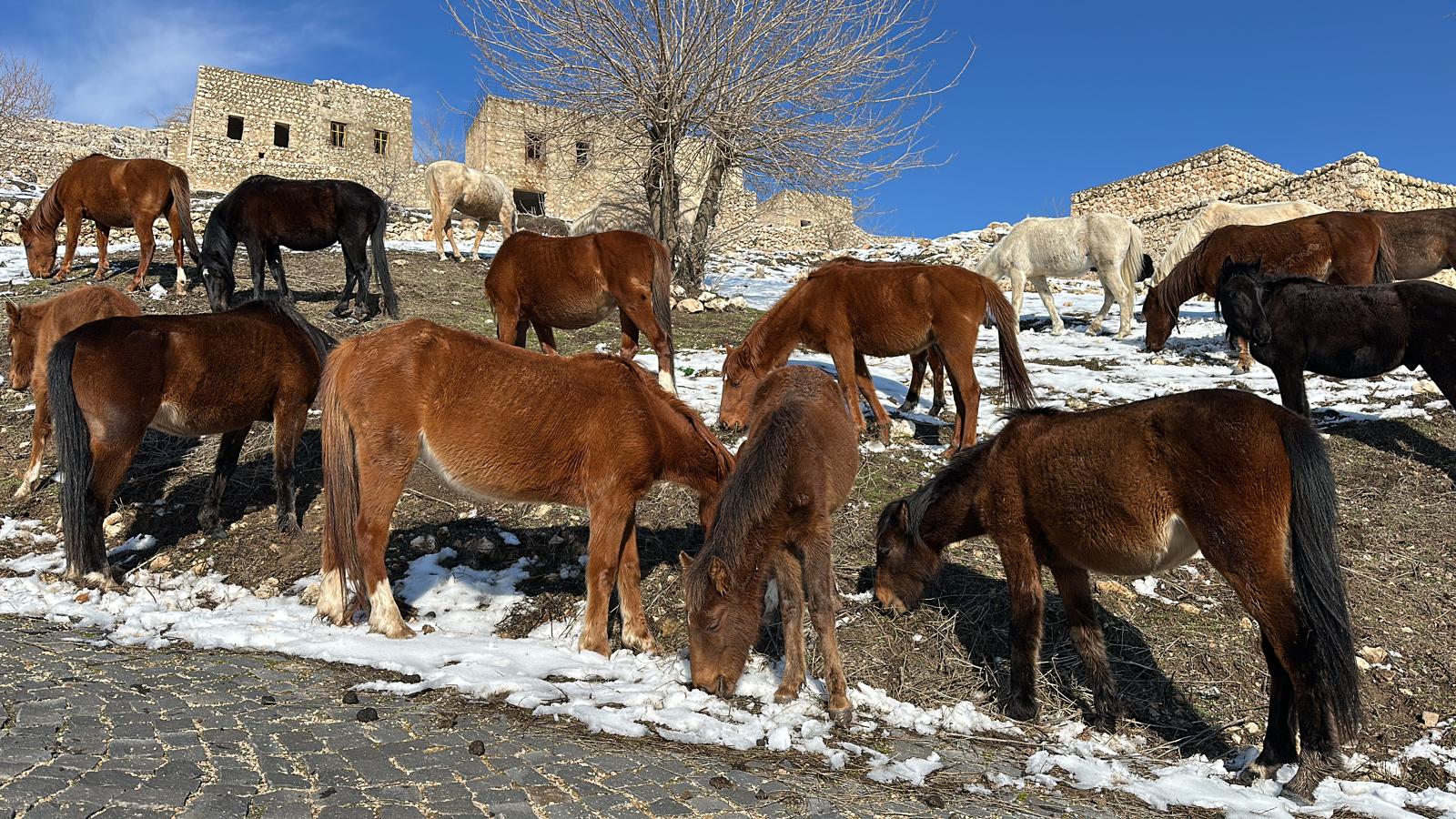 Kocer Yollarinda Kisin Sessiz Taniklari (3)