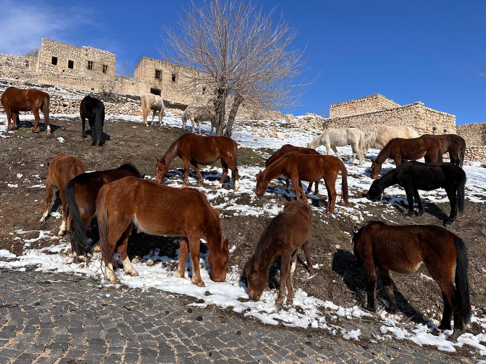 Kocer Yollarinda Kisin Sessiz Taniklari (4)