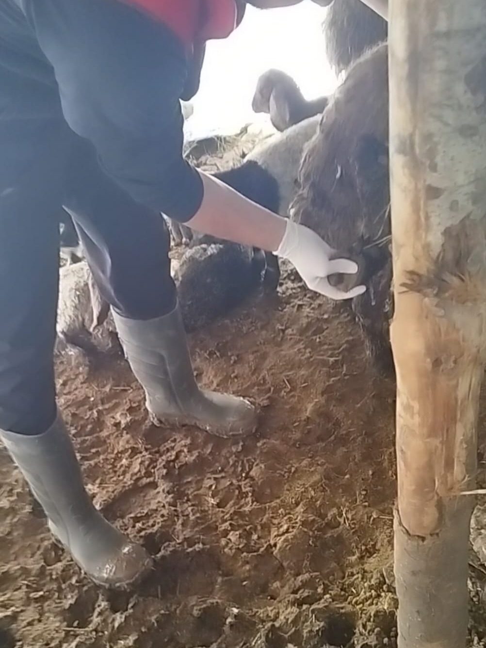 Silopi Kaymakamgocer