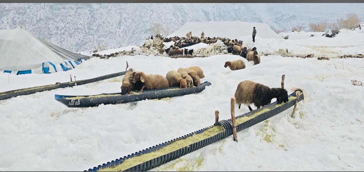 Whatsapp Image 2026 01 02 At 21.54.16-1