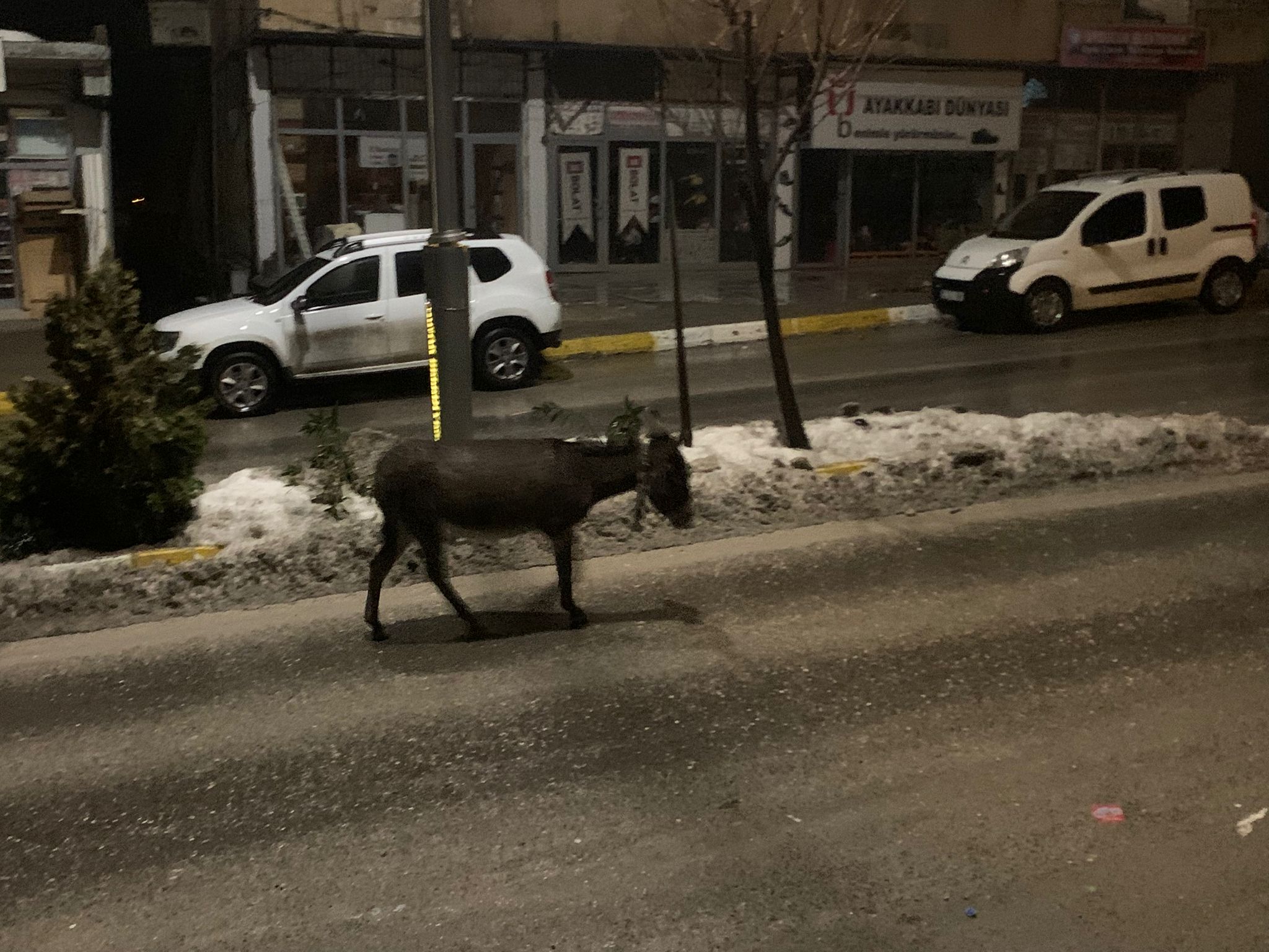 Whatsapp Image 2026 01 31 At 15.12.27