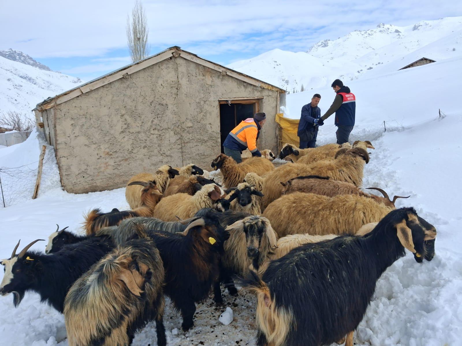 Yuksekovada Hayvan Sagligi Icin Saha Calismalari Suruyor (1)