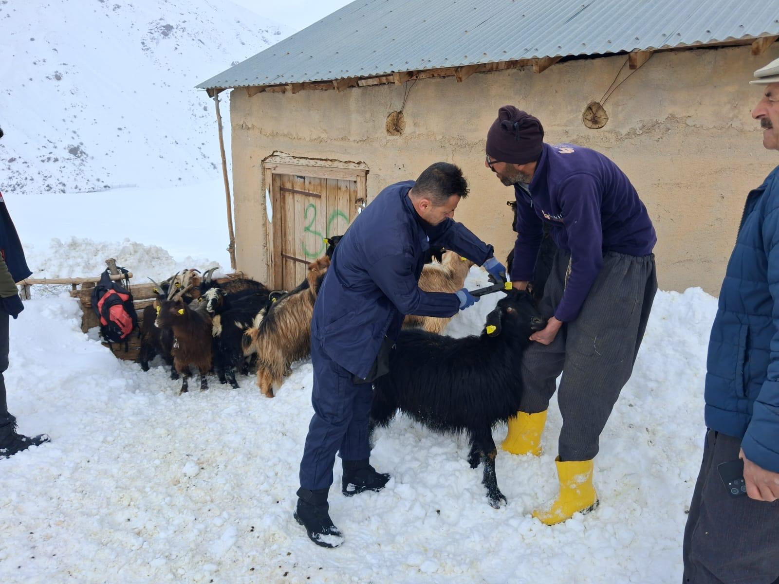 Yuksekovada Hayvan Sagligi Icin Saha Calismalari Suruyor (2)