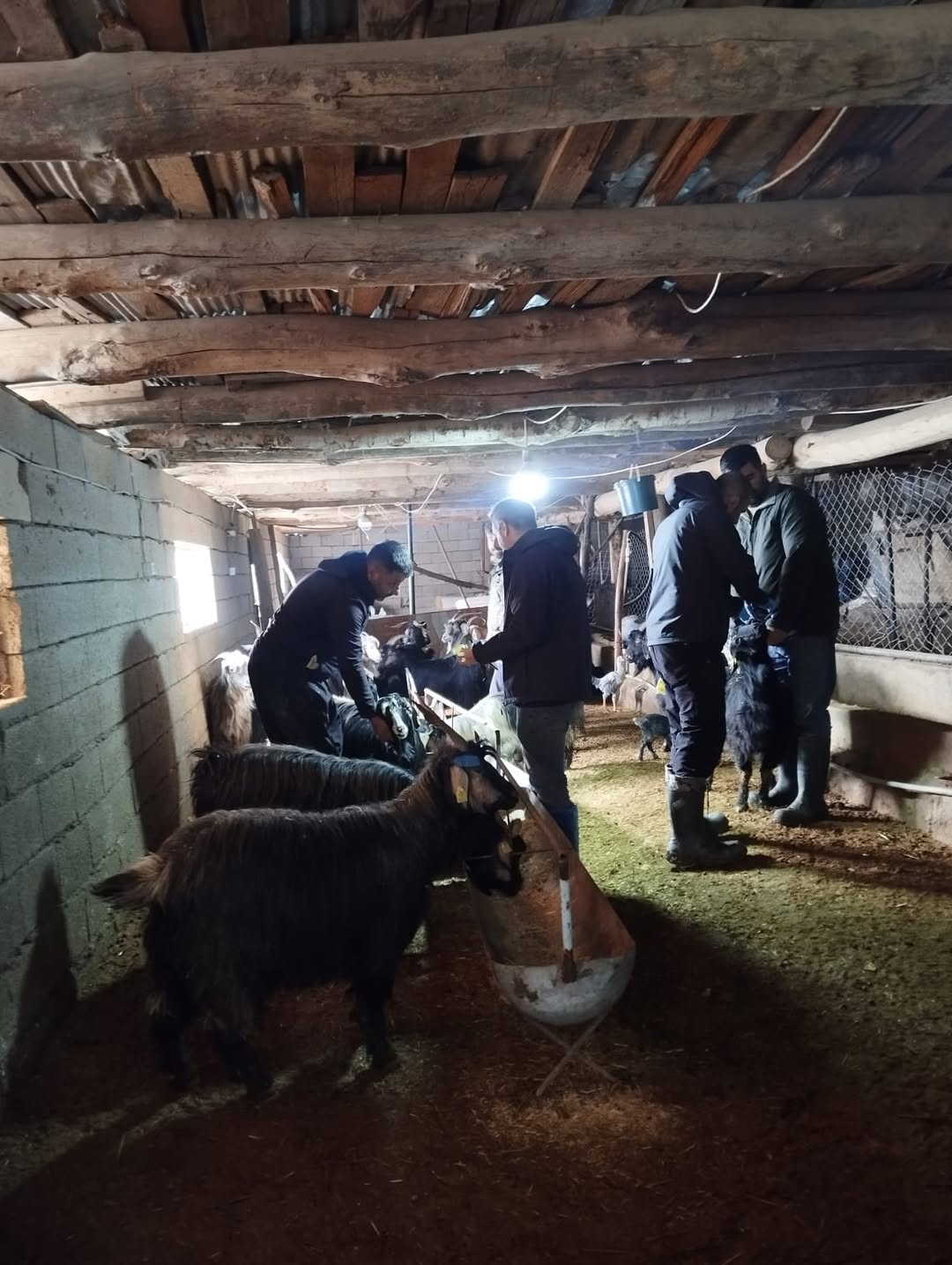 📍Balveren Beldesii̇l Müdürlüğümüzde Görevli Veteriner Hekimlerimiz Tarafından Küçükbaş Hayvanlar (3)