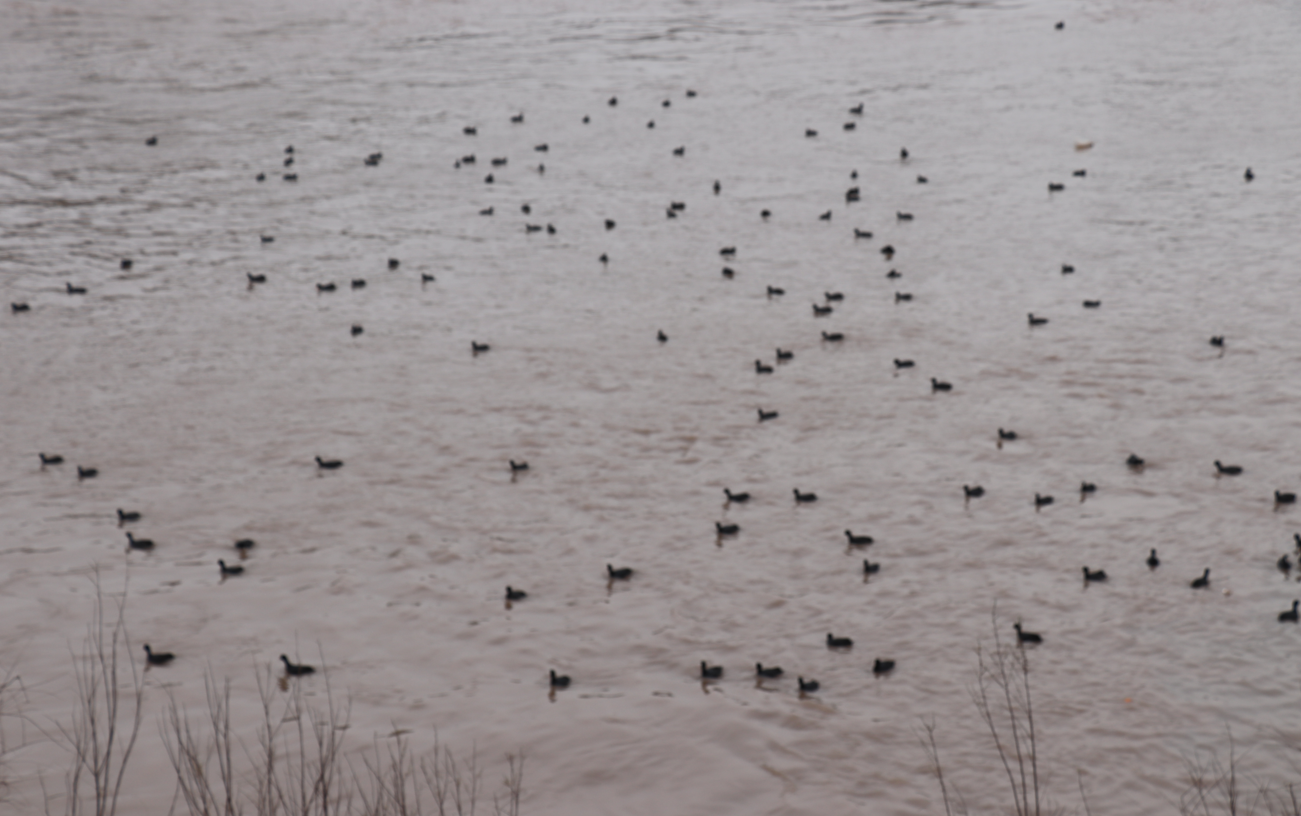 Cizre'de Görsel Şölen, Binlerce Karabatak Dicle’ye Akın Etti