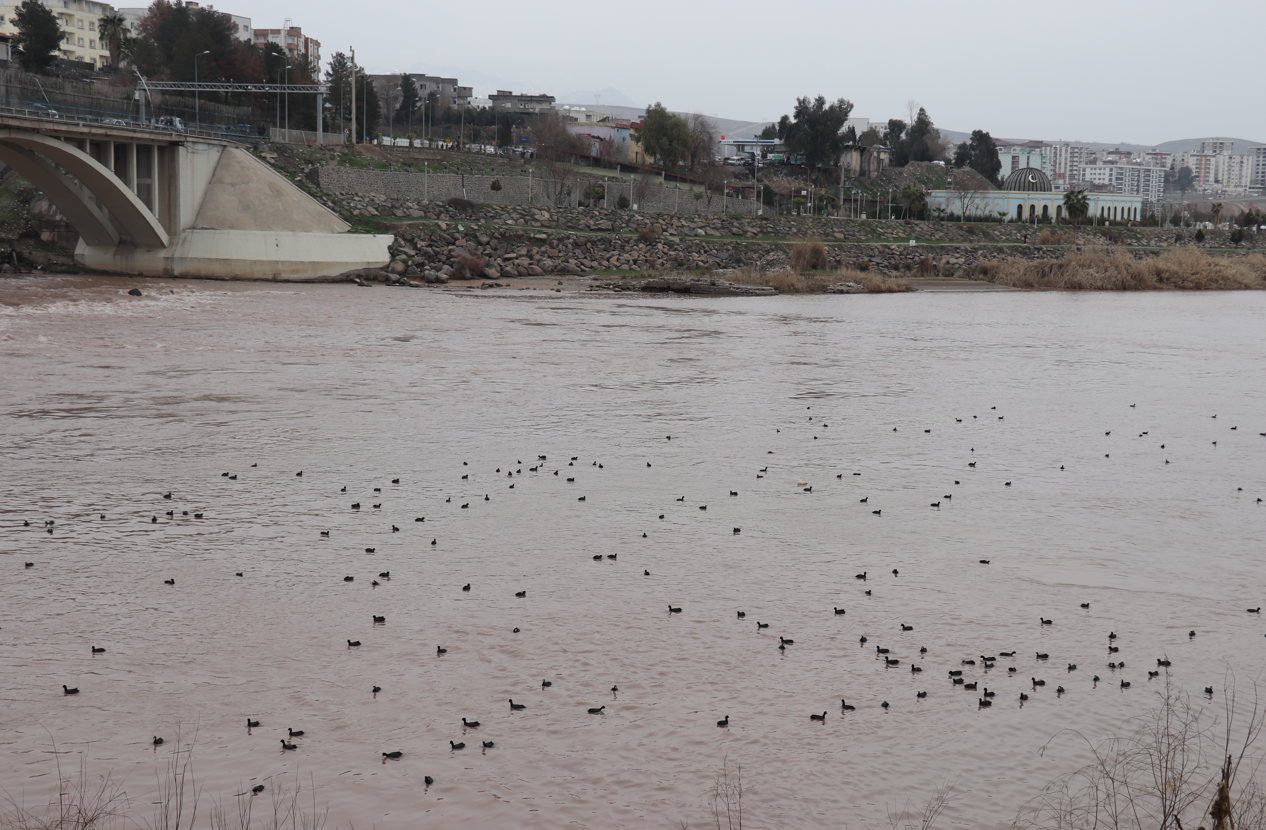 Karabatak Kuşlarıı