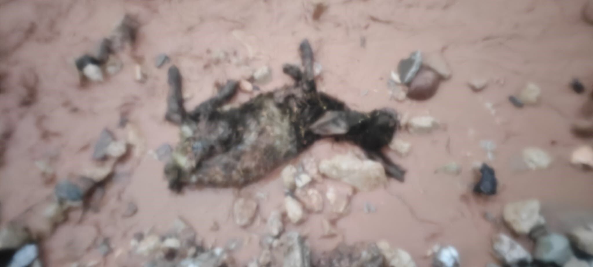 Cudi Dağı Eteklerinde Göçerler Sular Altında Kaldı