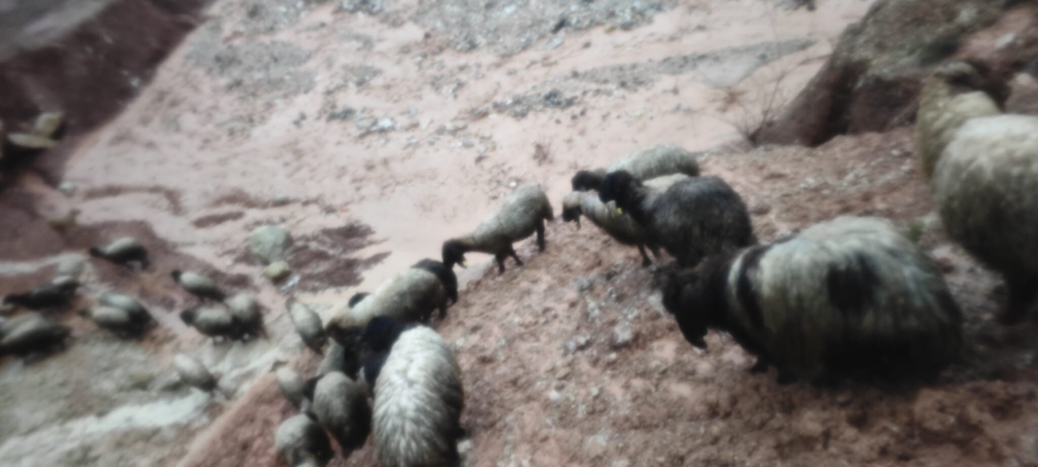 telef olan hayvanlar