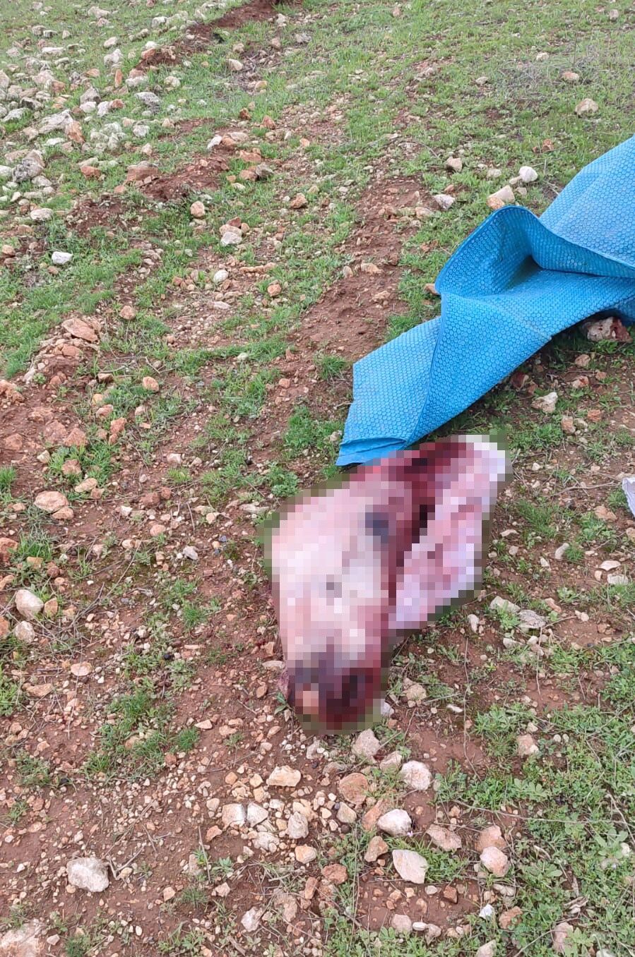 Kesik At Kafası ve Parçaları Şok Edici Şekilde Bulundu