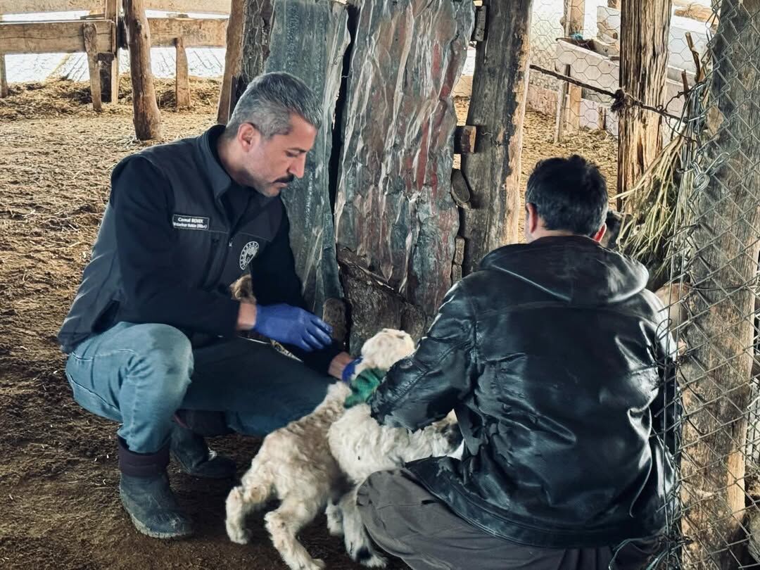 küçükbaş hayavanlar