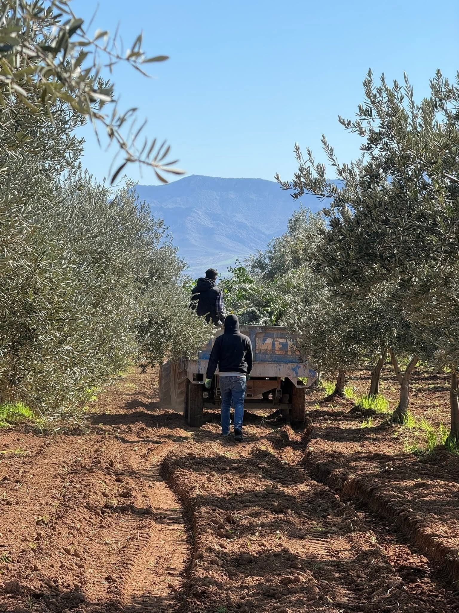 Silopi’de üreticiler fidanları toprakla buluşturdu