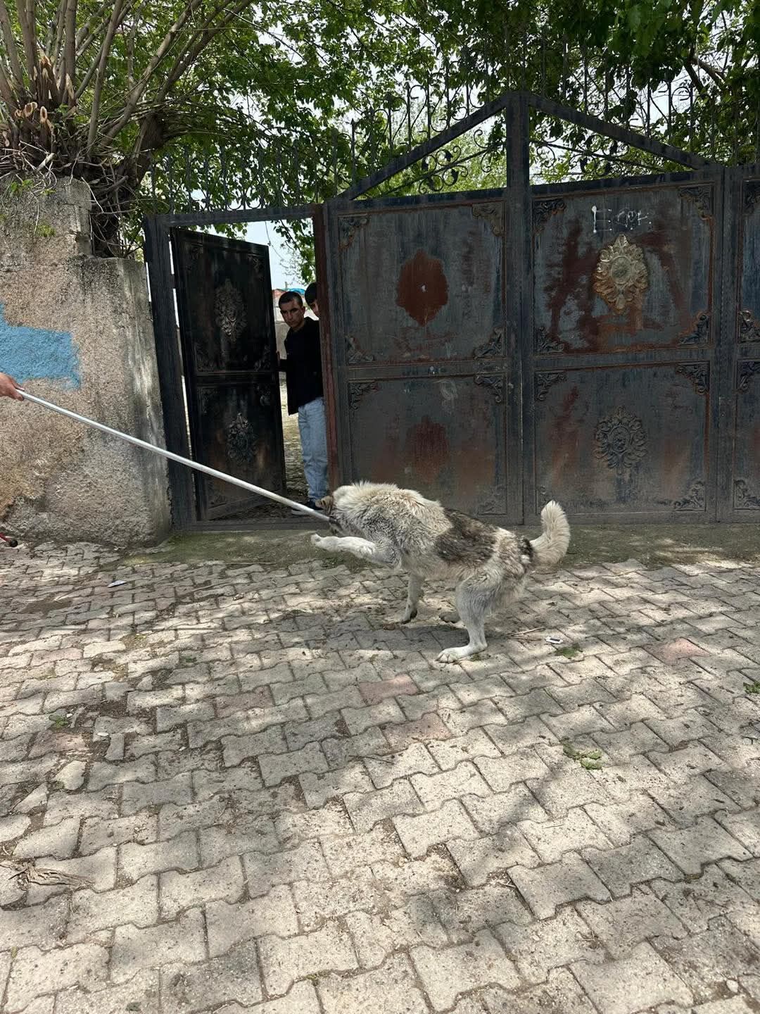 Başverimli Hayvan 3