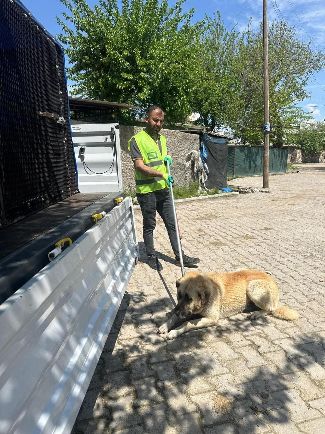 Başverimli Hayvan 5