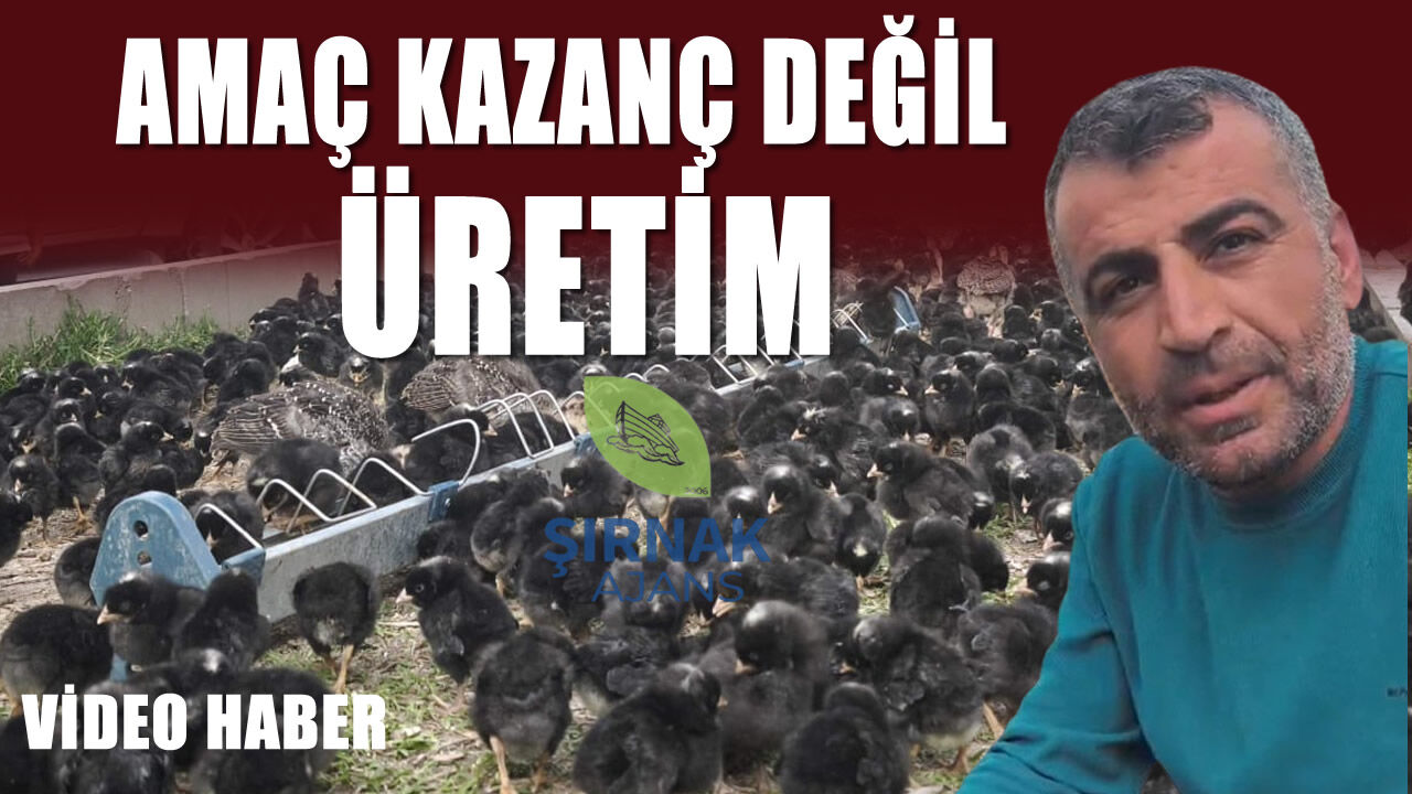 Silopi’de Sezonluk Horoz Satışı Yoğun İlgi Görüyor