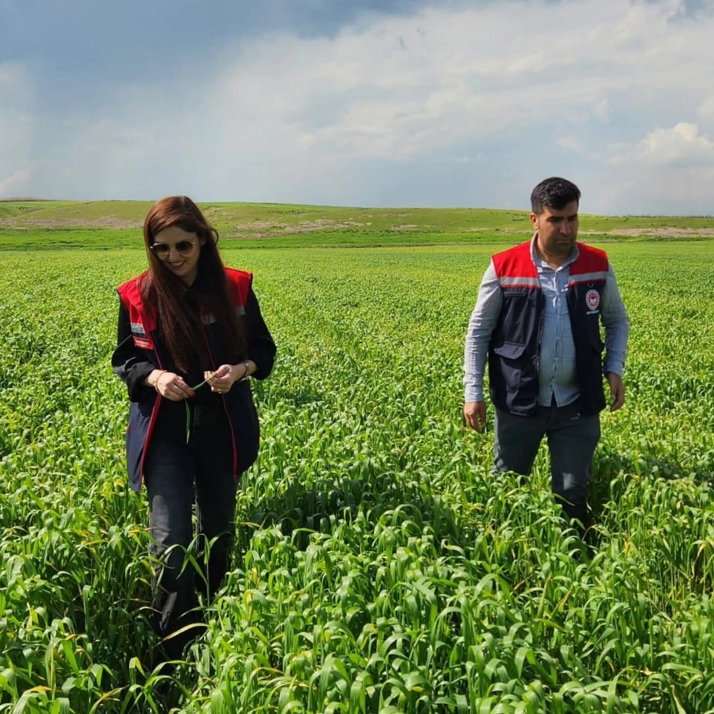 Silopi’de hububat tarlaları mercek altında