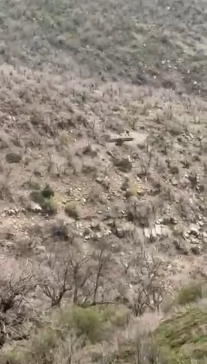 Şırnak’ta kartalın domuz avı kamerada