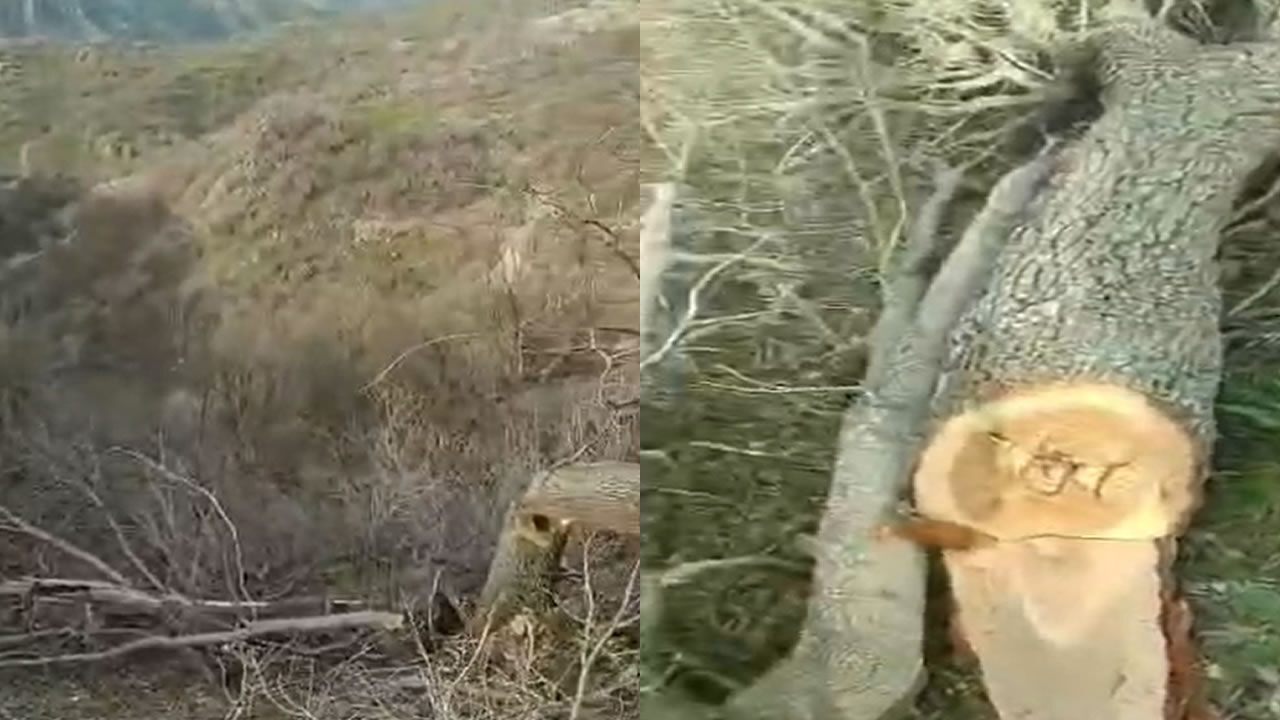 Ağaç Kesi̇mi̇ 2