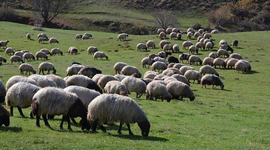 Şırnak’a Hayvancılıkta 23 Milyon TL’lik Hibe Desteği