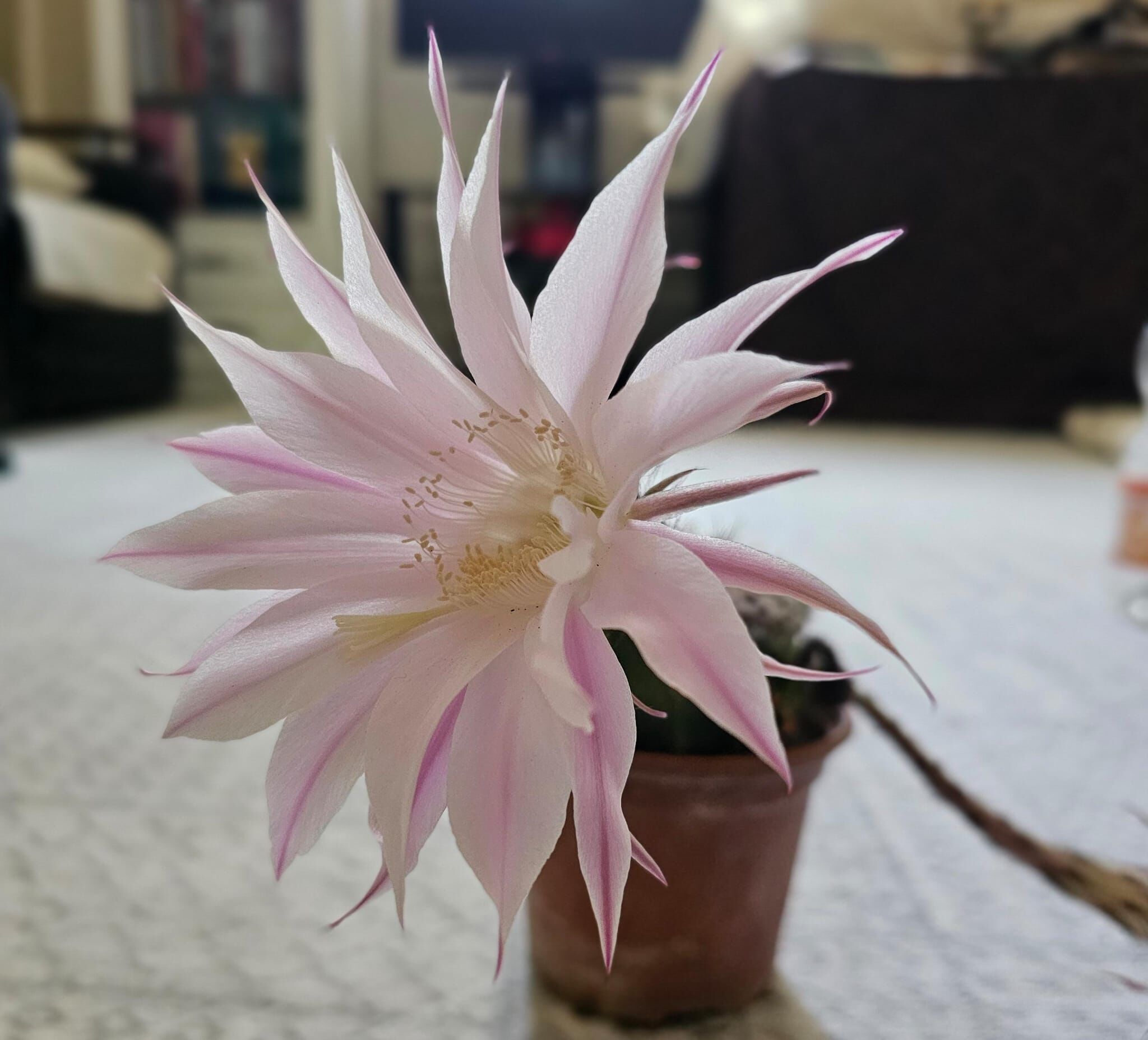 Kaktüsss (11)