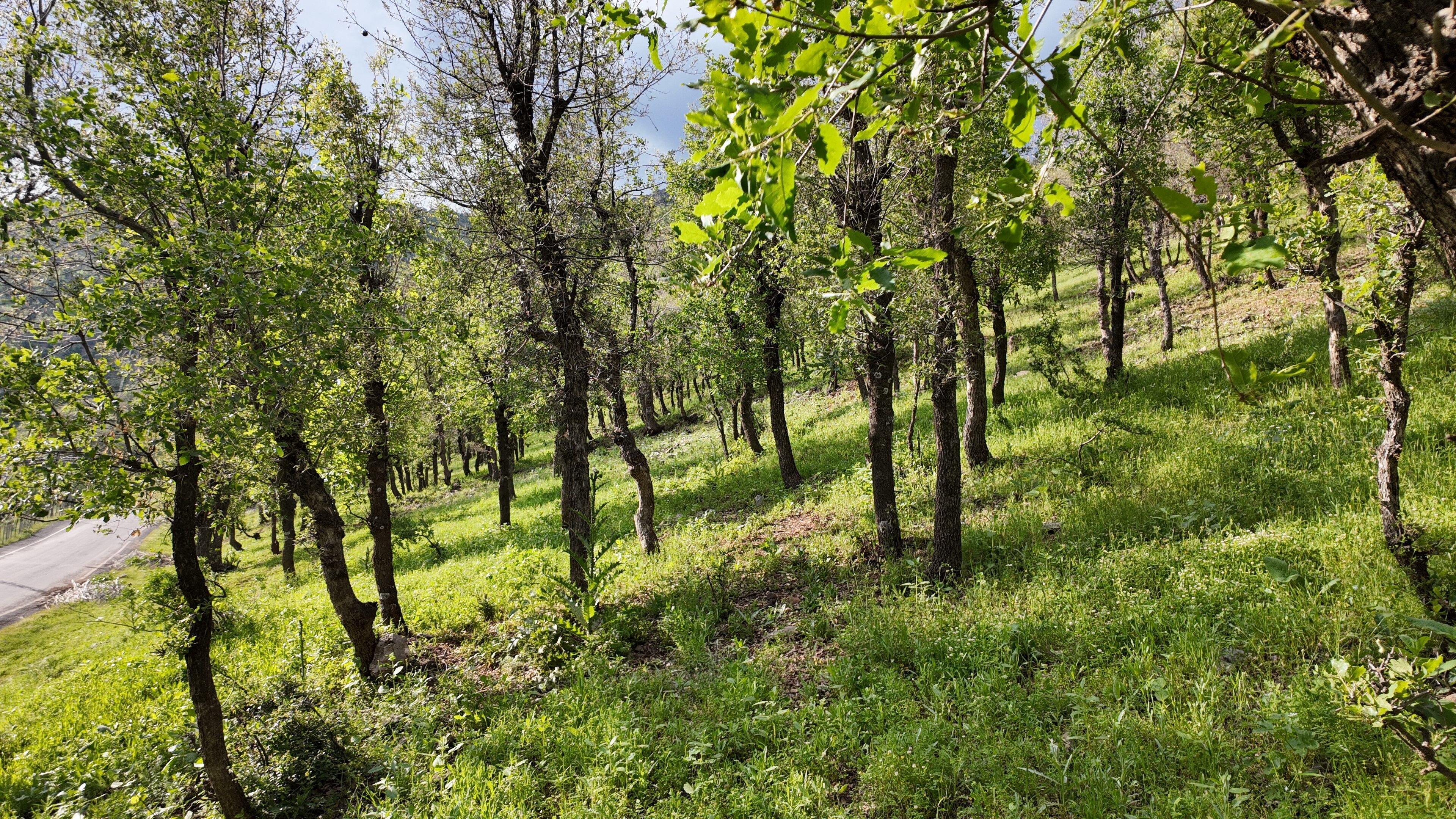Tırtıl (3)