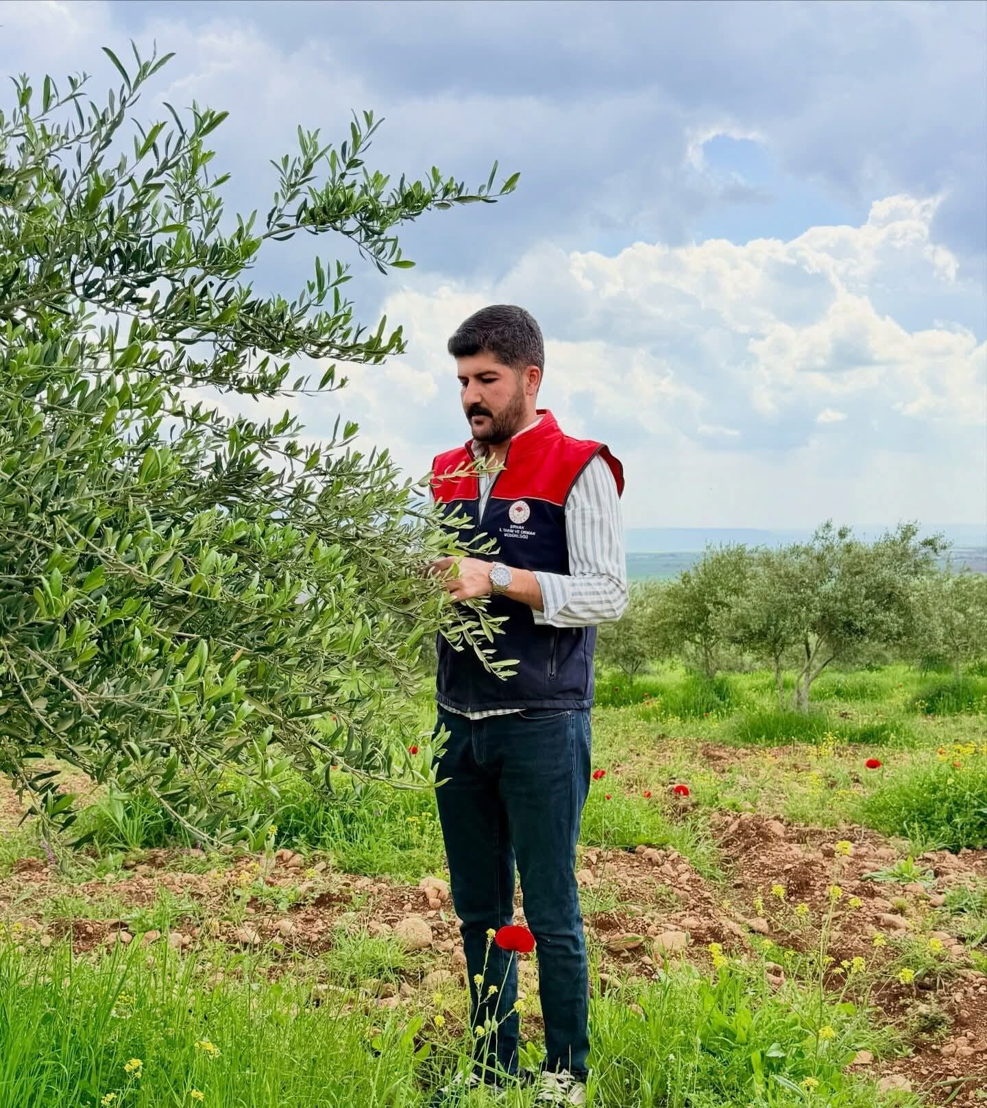 zeytinlik-1