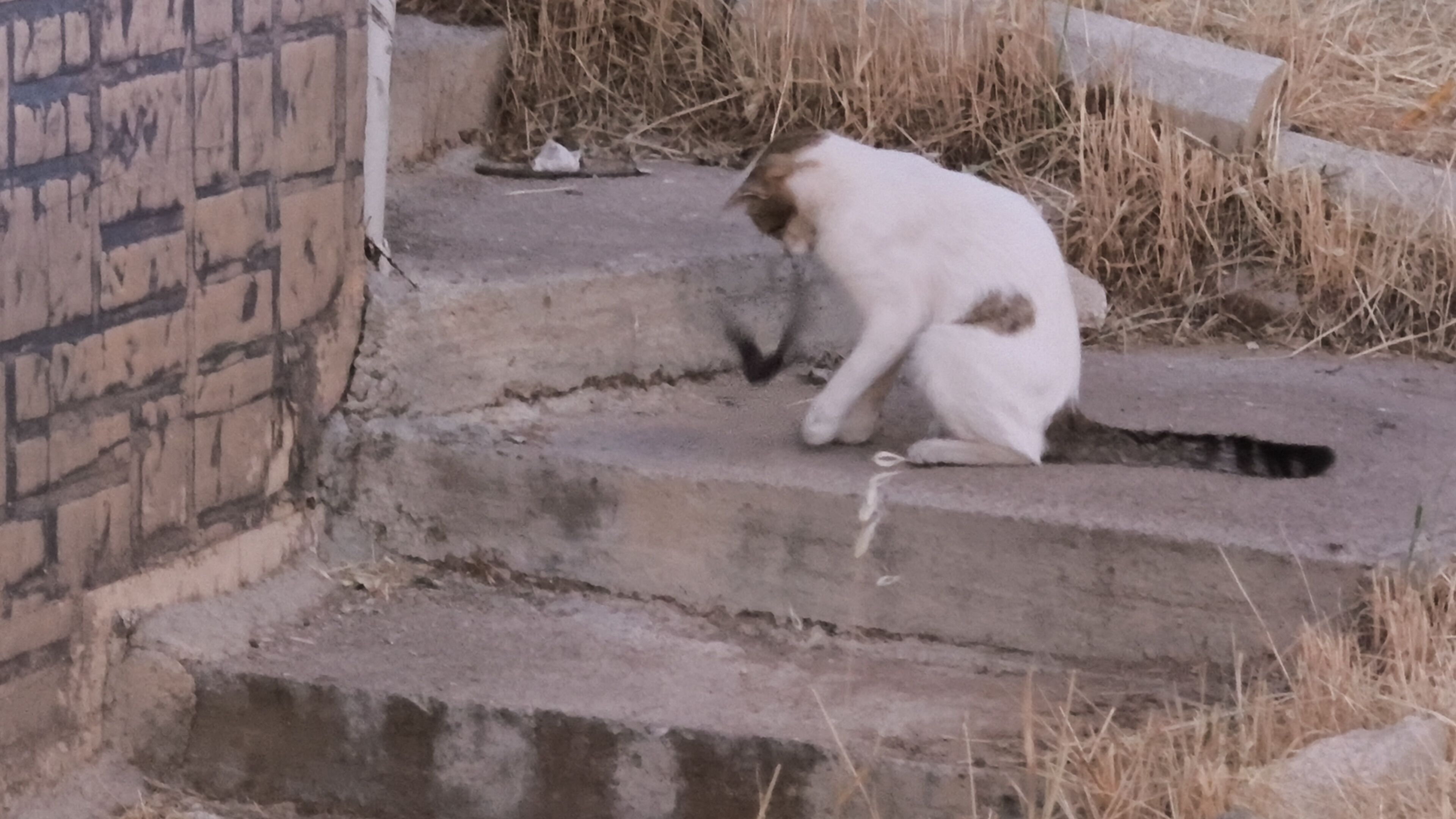 Yarasa-4