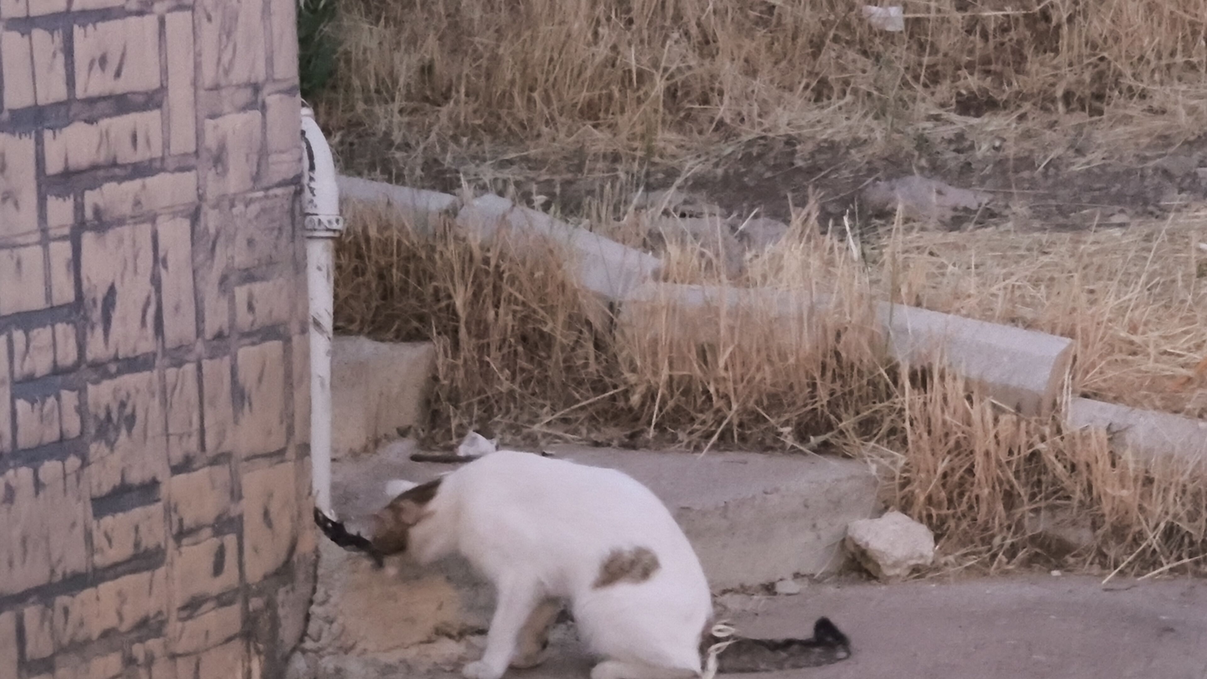 Yarasa-2