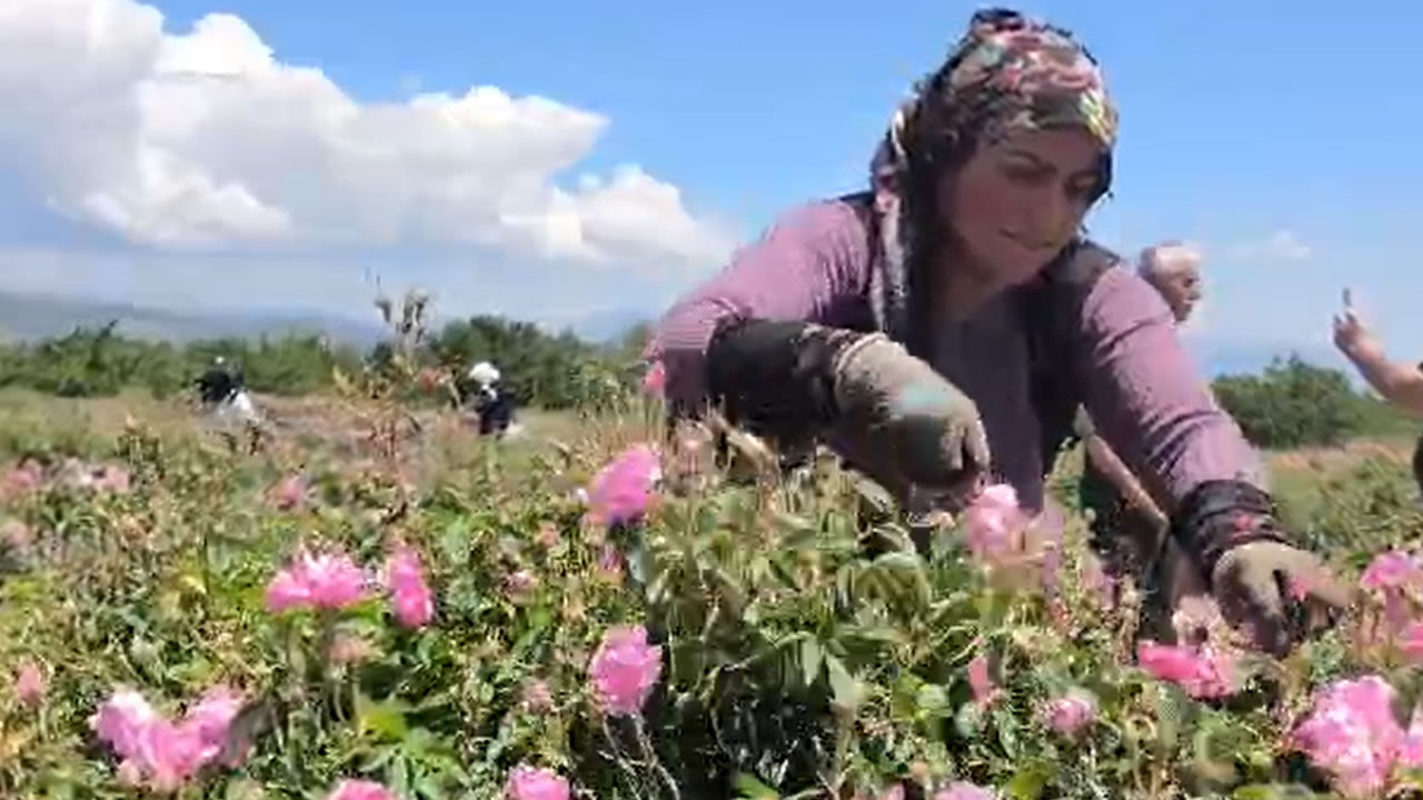 Isparta Gül 2