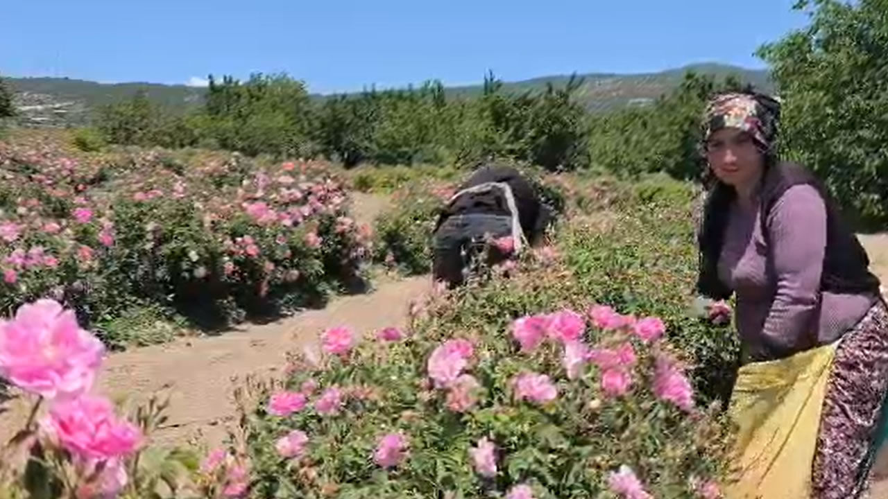 Isparta Gül 4