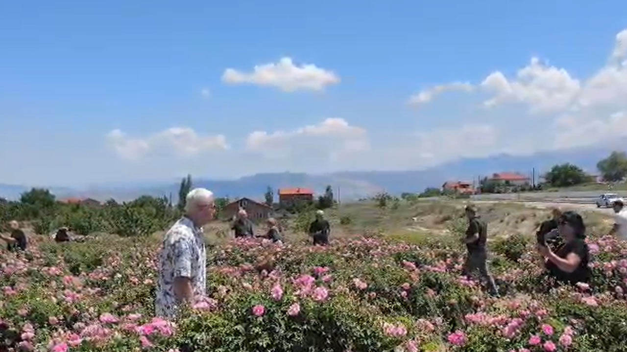 Isparta Gül 5