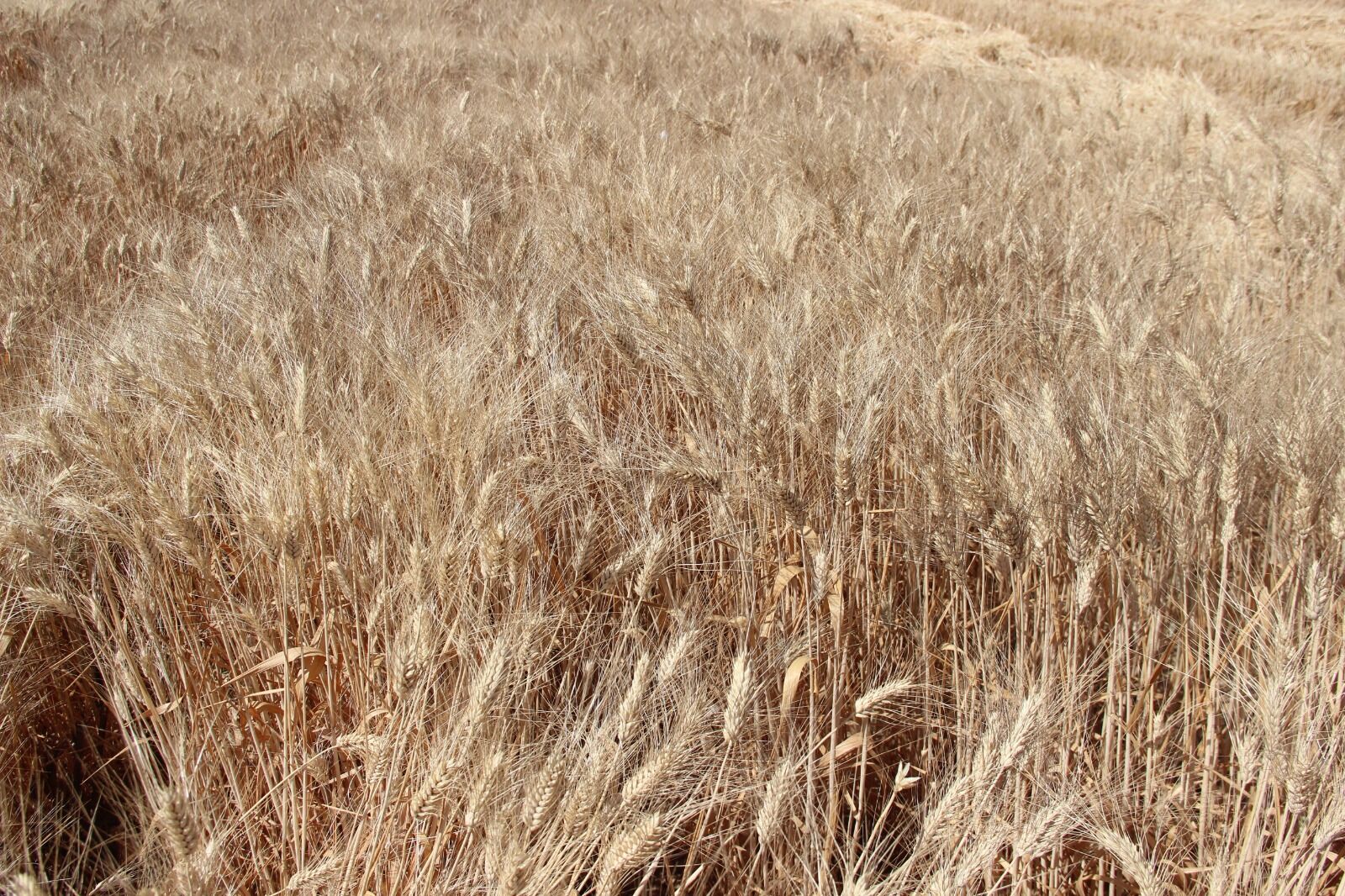 başak-1