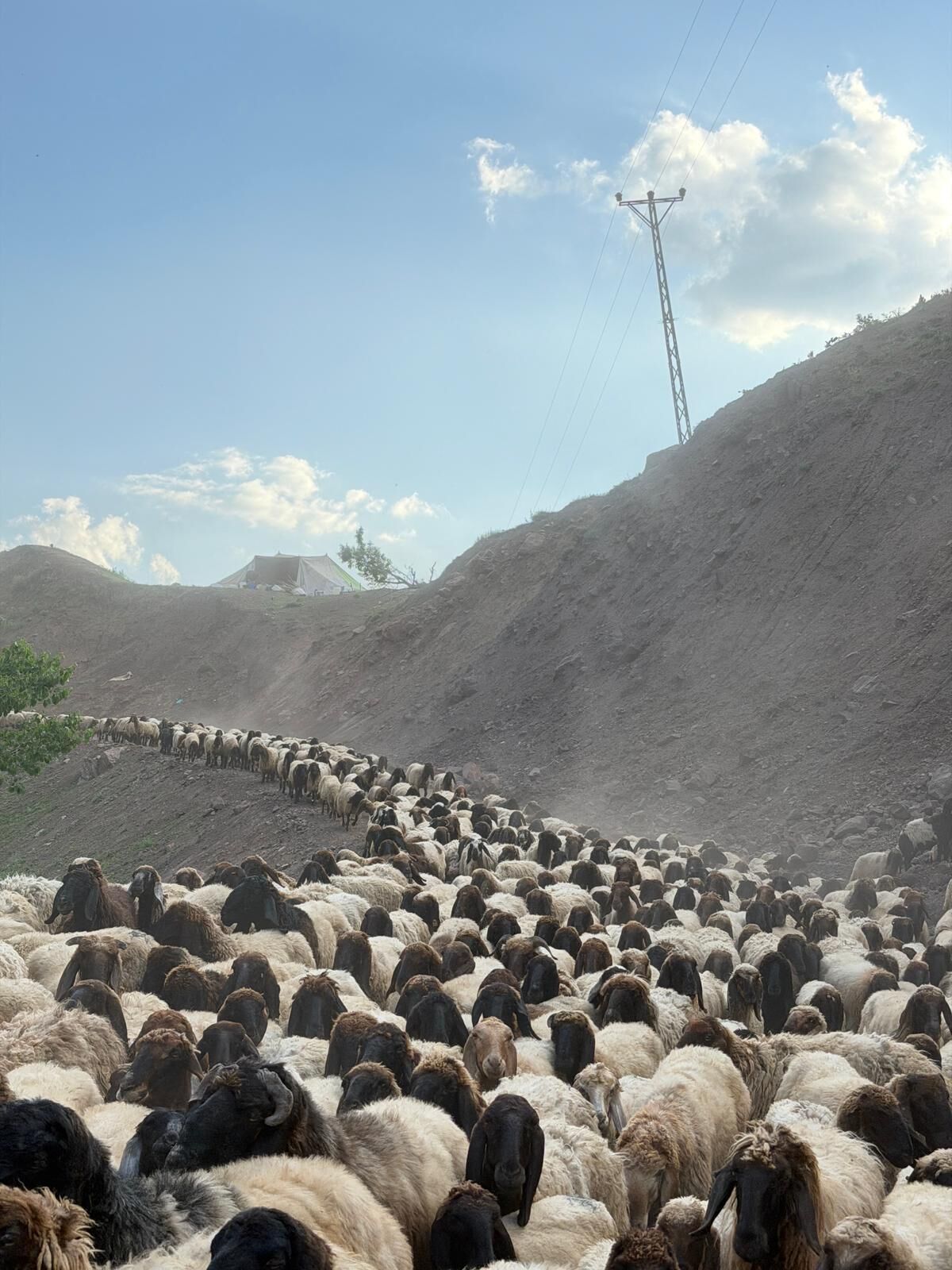 faraşin-3